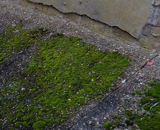 Moss on concrete